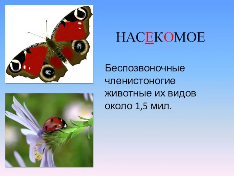 НАСЕКОМОЕ Беспозвоночные членистоногие животные их видов около 1,5 мил.