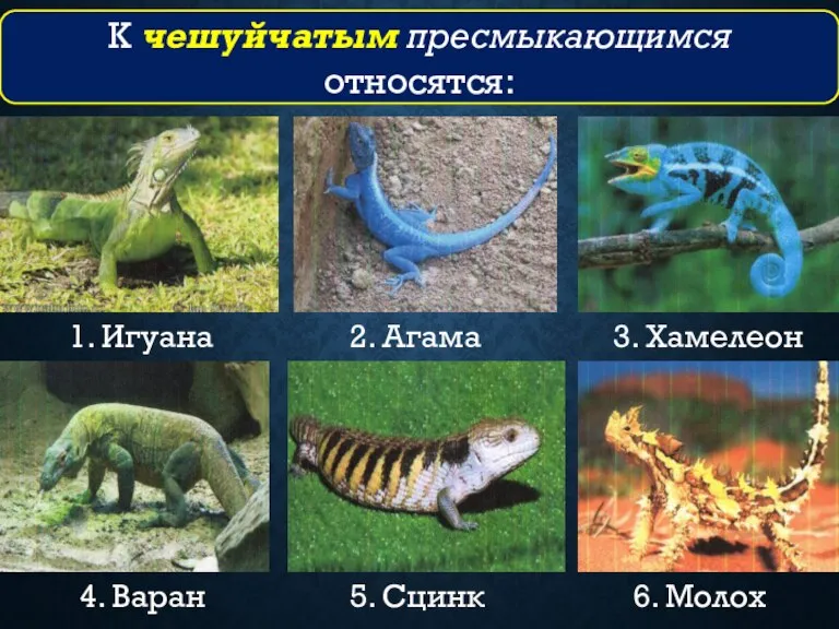 1. Игуана 2. Агама 3. Хамелеон 4. Варан 5. Сцинк 6. Молох К чешуйчатым пресмыкающимся относятся: