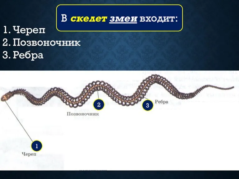 1. Череп 2. Позвоночник 3. Ребра В скелет змеи входит: 3 2 1