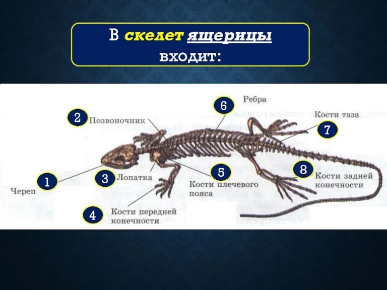 8 7 6 5 4 3 2 1 В скелет ящерицы входит: