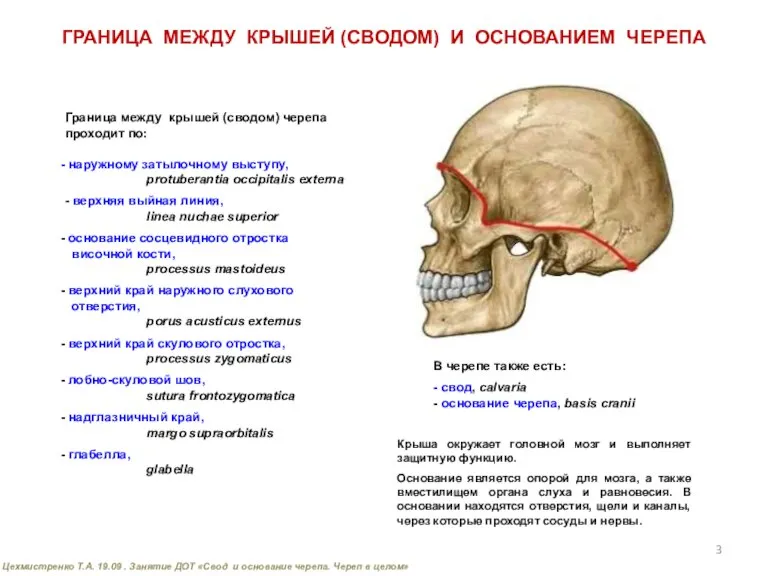 Граница между крышей (сводом) черепа проходит по: наружному затылочному выступу, protuberantia occipitalis