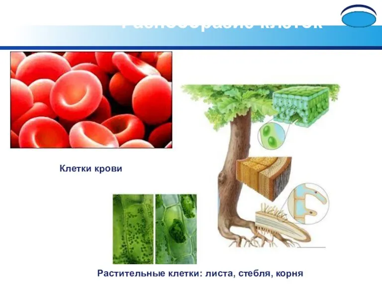 Разнообразие клеток Растительные клетки: листа, стебля, корня Клетки крови