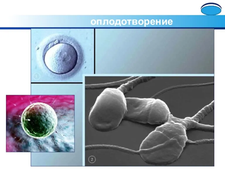 Половые клетки человека и оплодотворение