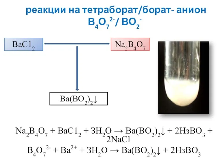 реакции на тетраборат/борат- анион В4О72-/ ВО2- Na2B4O7 + ВаС12 + ЗН2О →