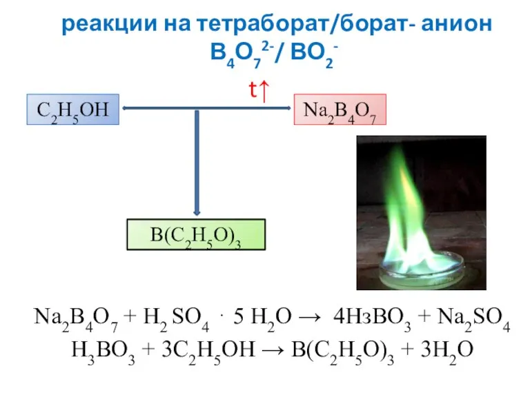 реакции на тетраборат/борат- анион В4О72-/ ВО2- Na2B4O7 + Н2 SО4 ⋅ 5