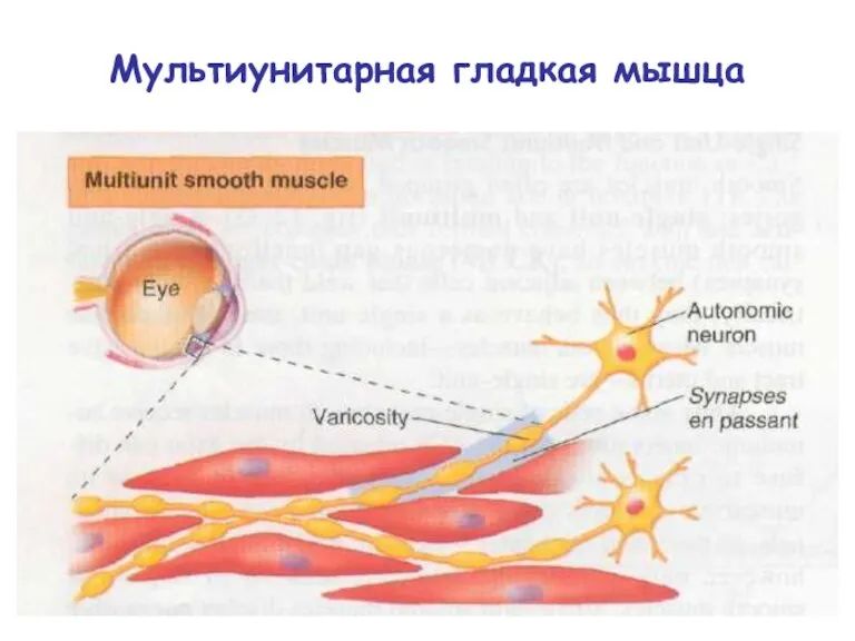 Мультиунитарная гладкая мышца