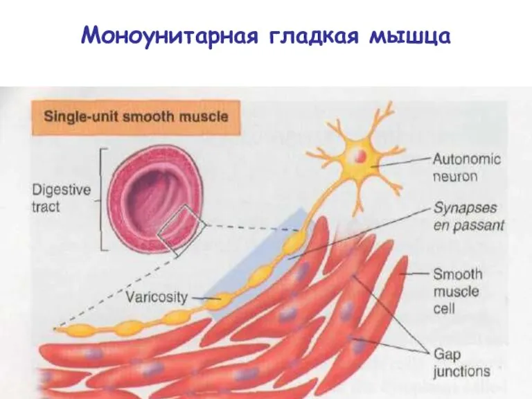 Моноунитарная гладкая мышца