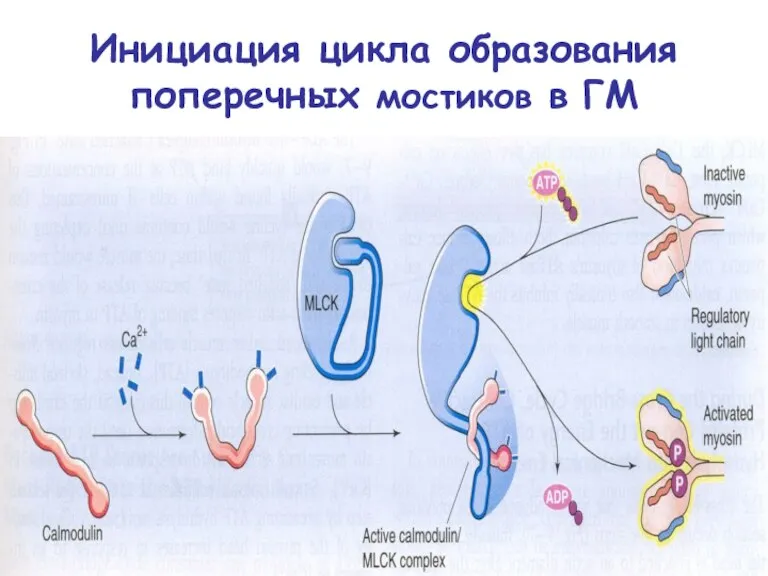 Инициация цикла образования поперечных мостиков в ГМ