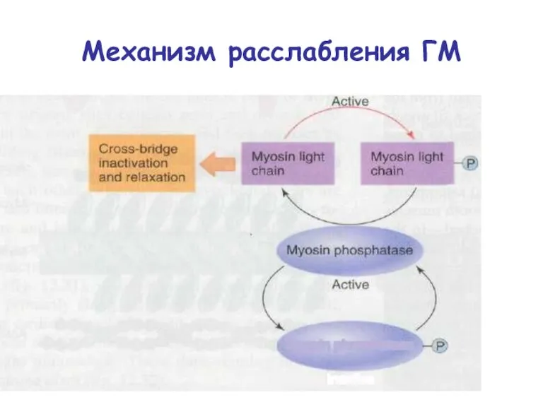 Механизм расслабления ГМ