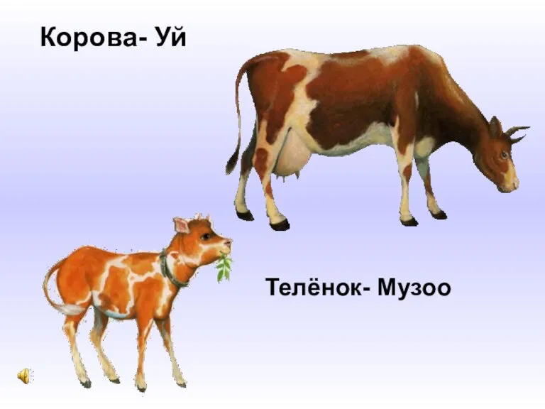 Корова- Уй Телёнок- Музоо