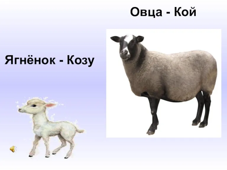 Овца - Кой Ягнёнок - Козу