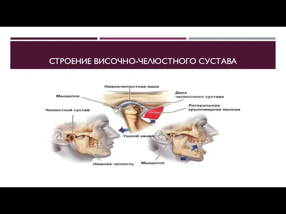 СТРОЕНИЕ ВИСОЧНО-ЧЕЛЮСТНОГО СУСТАВА