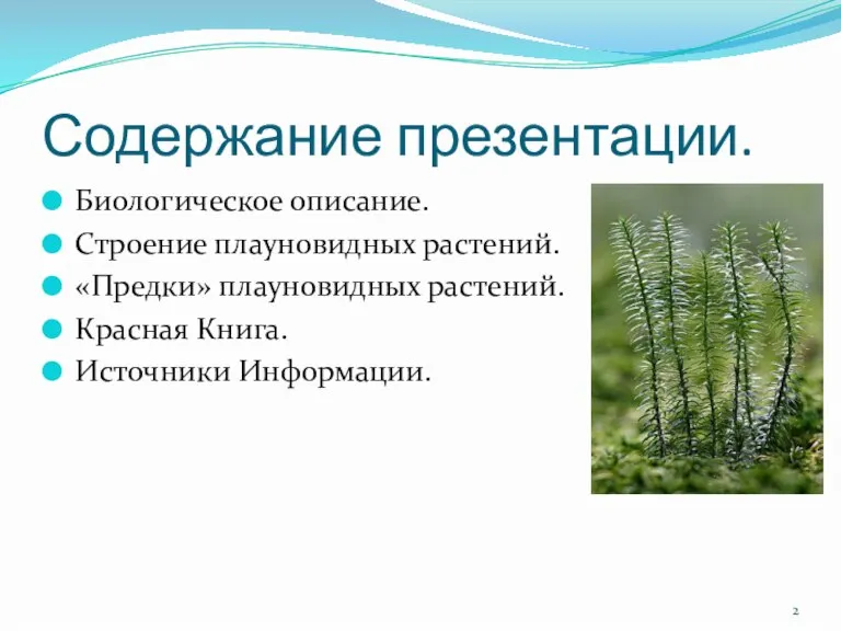 Содержание презентации. Биологическое описание. Строение плауновидных растений. «Предки» плауновидных растений. Красная Книга. Источники Информации.