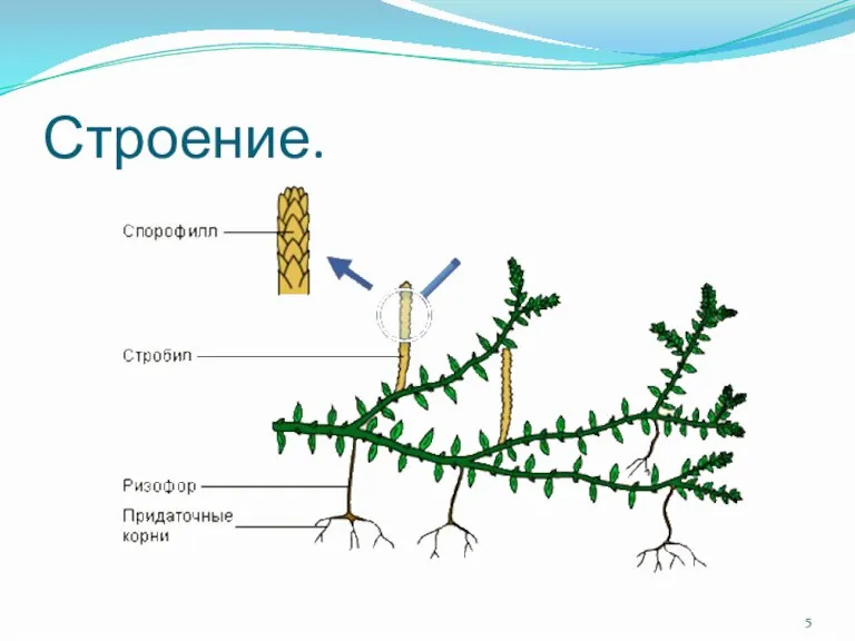 Строение.