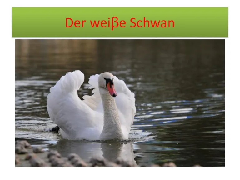 Der weiβe Schwan