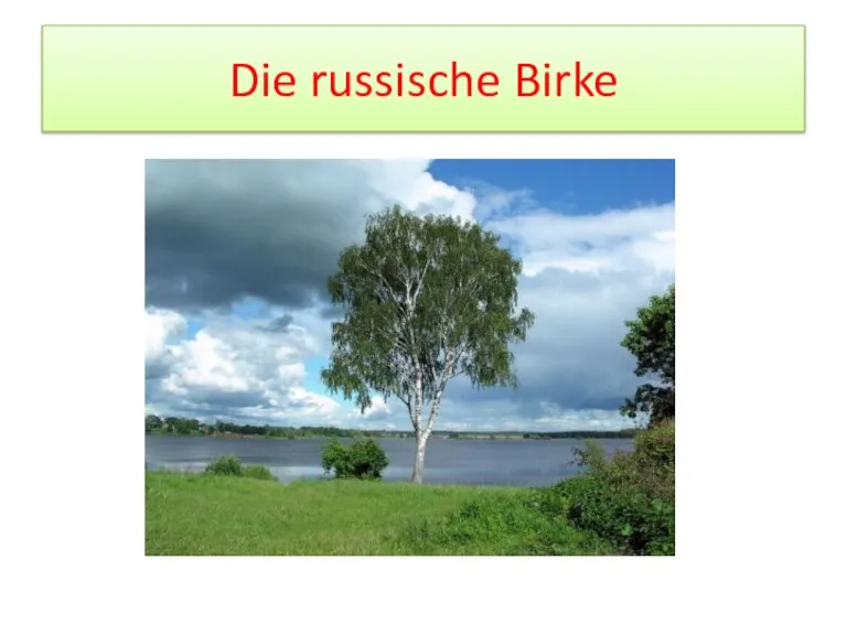 Die russische Birke