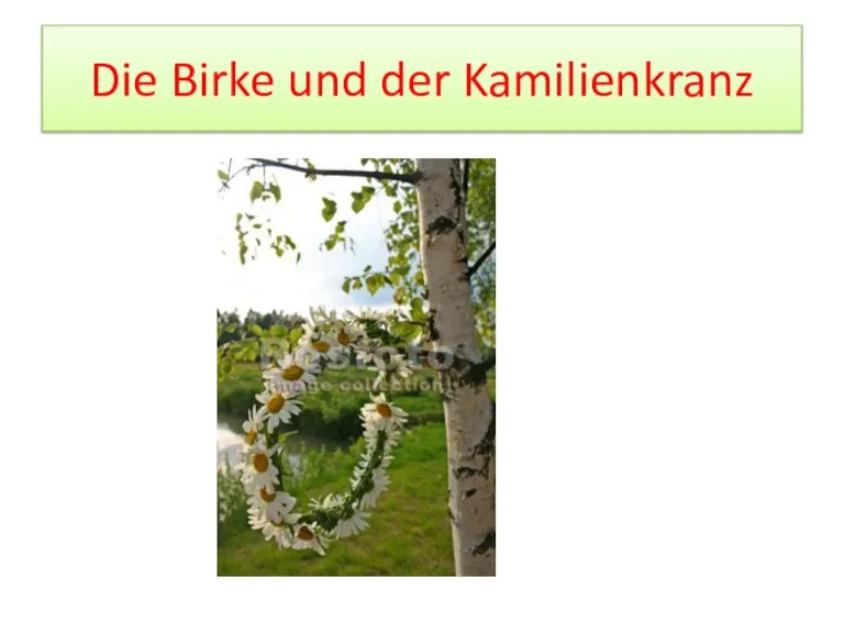 Die Birke und der Kamilienkranz