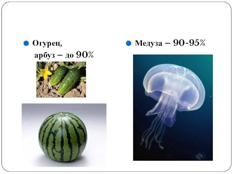 Огурец, арбуз – до 90% Медуза – 90-95%