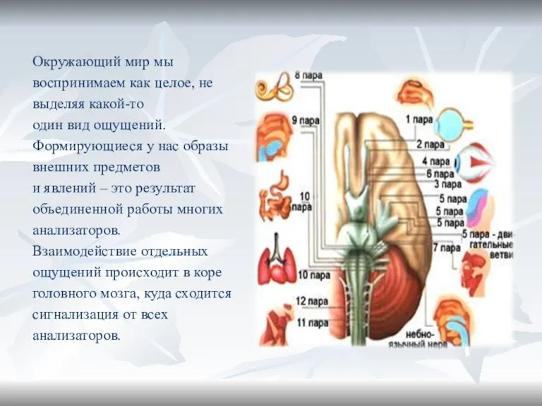 Окружающий мир мы воспринимаем как целое, не выделяя какой-то один вид ощущений.