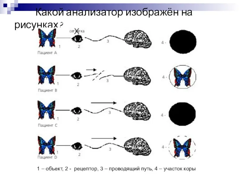 Какой анализатор изображён на рисунках? 1 – объект, 2 - рецептор, 3