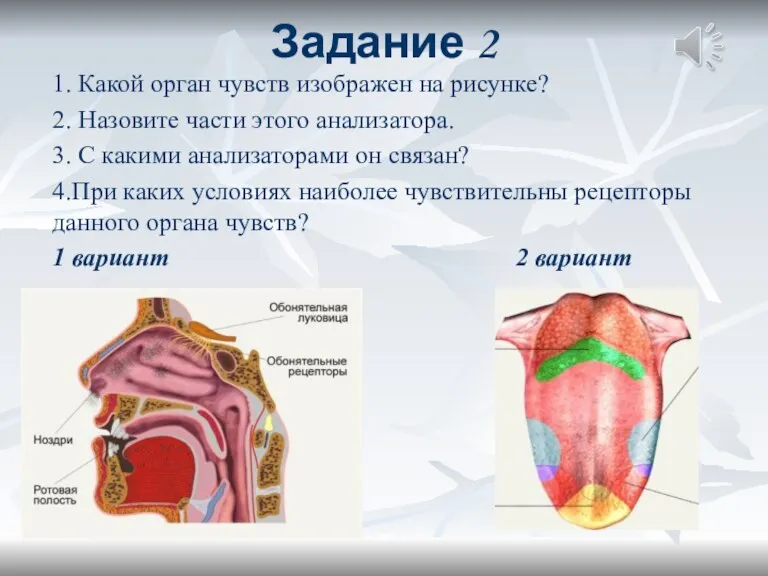 Задание 2 1. Какой орган чувств изображен на рисунке? 2. Назовите части