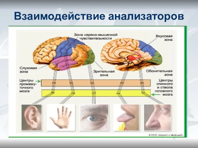 Взаимодействие анализаторов