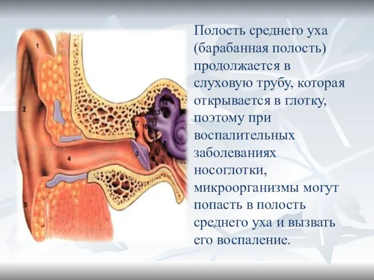 Полость среднего уха (барабанная полость) продолжается в слуховую трубу, которая открывается в