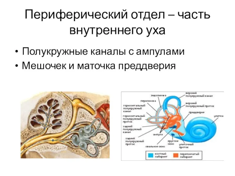 Периферический отдел – часть внутреннего уха Полукружные каналы с ампулами Мешочек и маточка преддверия
