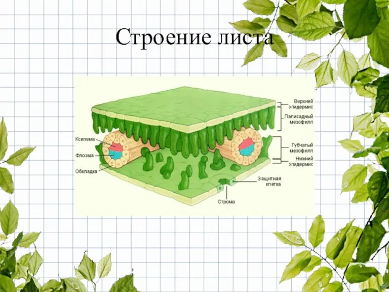 Строение листа