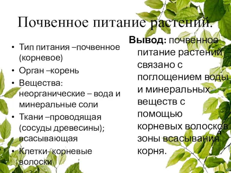 Почвенное питание растений. Вывод: почвенное питание растений связано с поглощением воды и