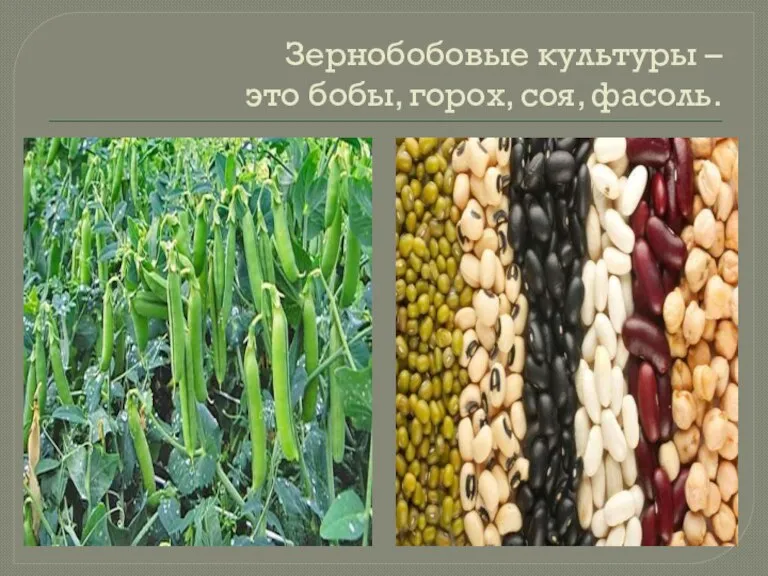 Зернобобовые культуры – это бобы, горох, соя, фасоль.