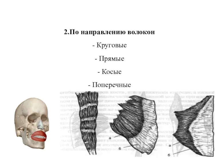 2.По направлению волокон - Круговые - Прямые - Косые - Поперечные