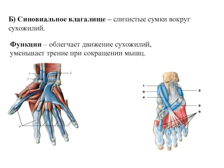 Б) Синовиальное влагалище – слизистые сумки вокруг сухожилий. Функции – облегчает движение