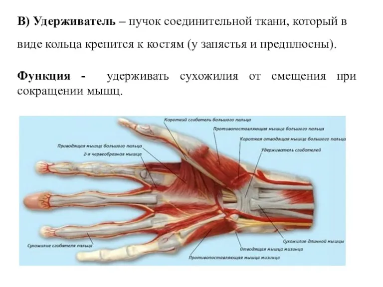 В) Удерживатель – пучок соединительной ткани, который в виде кольца крепится к