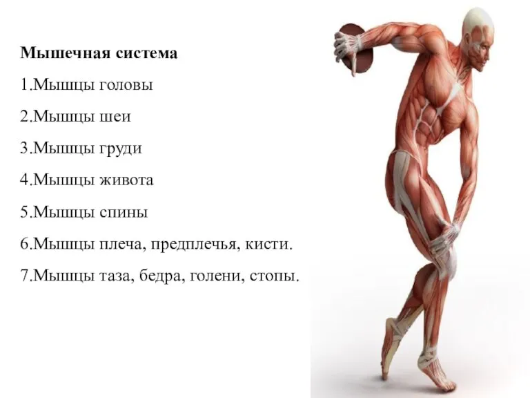 Мышечная система 1.Мышцы головы 2.Мышцы шеи 3.Мышцы груди 4.Мышцы живота 5.Мышцы спины