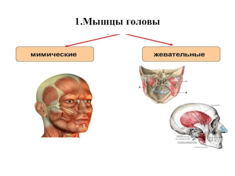1.Мышцы головы