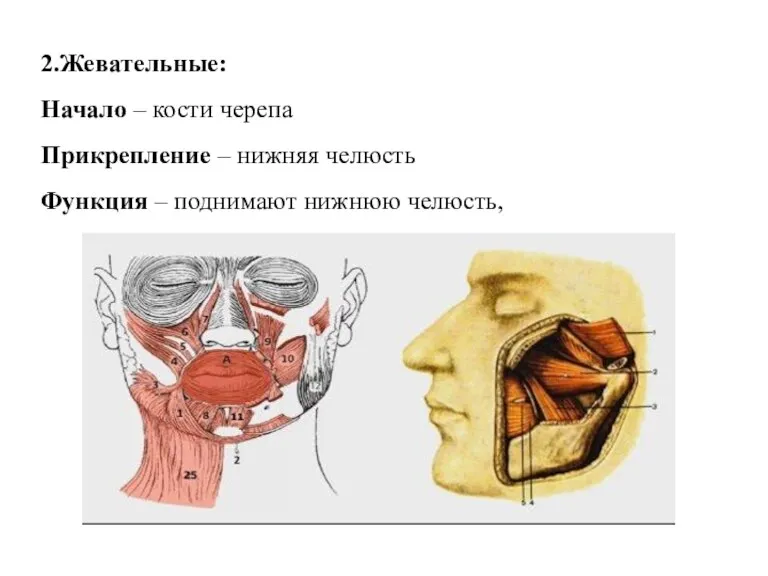 2.Жевательные: Начало – кости черепа Прикрепление – нижняя челюсть Функция – поднимают нижнюю челюсть,