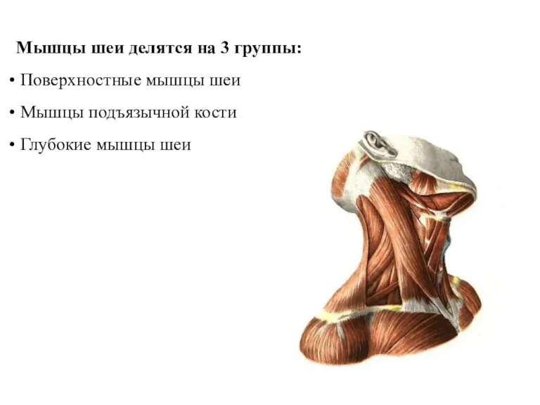 Мышцы шеи делятся на 3 группы: Поверхностные мышцы шеи Мышцы подъязычной кости Глубокие мышцы шеи