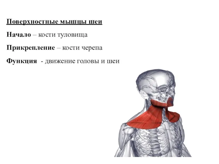 Поверхностные мышцы шеи Начало – кости туловища Прикрепление – кости черепа Функция
