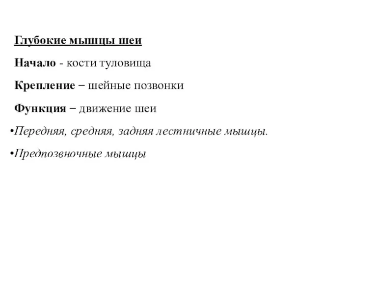 Глубокие мышцы шеи Начало - кости туловища Крепление – шейные позвонки Функция