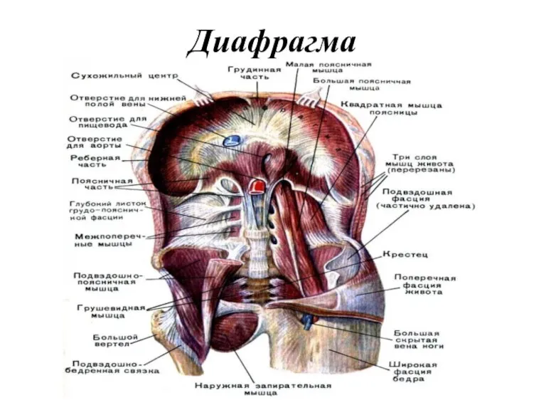 Диафрагма