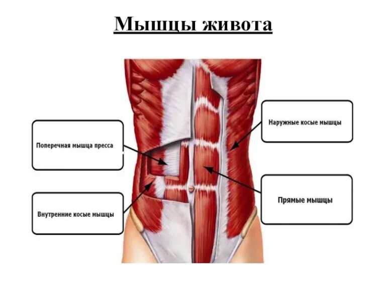 Мышцы живота