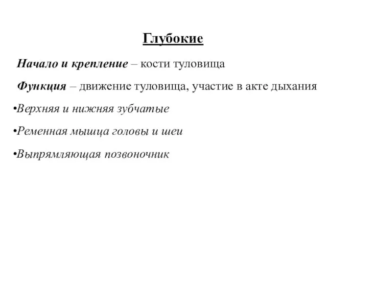 Глубокие Начало и крепление – кости туловища Функция – движение туловища, участие