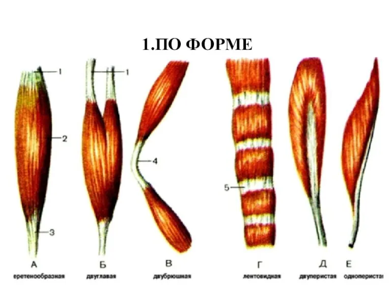 1.ПО ФОРМЕ