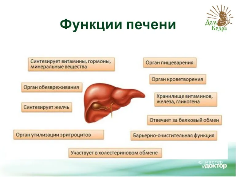 Функции печени