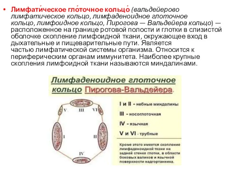 Лимфати́ческое гло́точное кольцо́ (вальдейерово лимфатическое кольцо, лимфаденоидное глоточное кольцо, лимфоидное кольцо, Пирогова