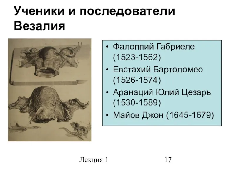 Лекция 1 Ученики и последователи Везалия Фалоппий Габриеле (1523-1562) Евстахий Бартоломео (1526-1574)