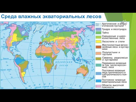 Среда влажных экваториальных лесов