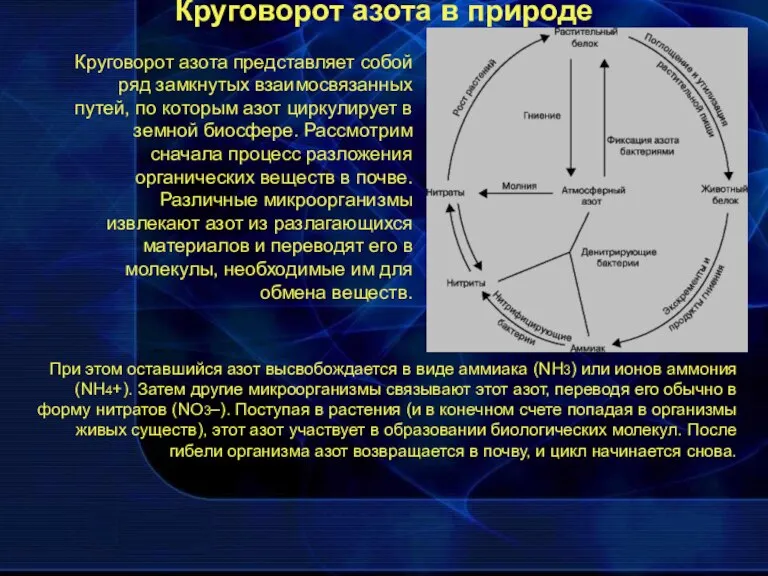 Круговорот азота в природе Круговорот азота представляет собой ряд замкнутых взаимосвязанных путей,