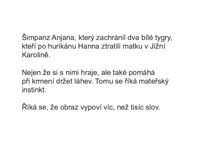 Šimpanz Anjana, který zachránil dva bílé tygry, kteří po hurikánu Hanna ztratili